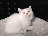 Mi̇nnaklar Sahi̇plendi̇ri̇meye Hazirdir