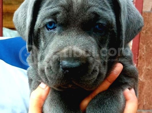 Muhteşem Cane Corsa  Yavrularımız Çiftliğimizden görsel