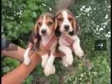 Beagle yavrular