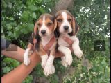 Beagle Yavrular