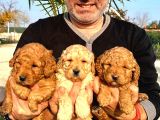 Toy poodle yavrularımız ruhsatlı çiftliğimizden