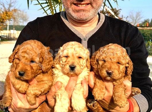 Toy Poodle Yavrularımız Ruhsatlı Çiftliğimizden