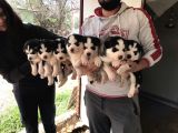 HER RENK SİBİRYA KURDU HUSKY YAVRULARIMIZ