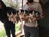 Her Renk Si̇bi̇rya Kurdu Husky Yavrularimiz