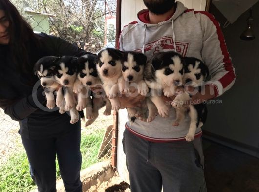 Her Renk Si̇bi̇rya Kurdu Husky Yavrularimiz görsel