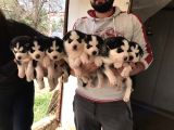Her Renk Si̇bi̇rya Kurdu Husky Yavrularimiz