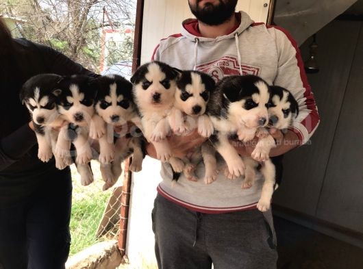 Her Renk Si̇bi̇rya Kurdu Husky Yavrularimiz görsel