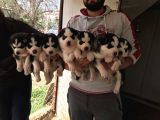Her Renk Si̇bi̇rya Kurdu Husky Yavrularimiz