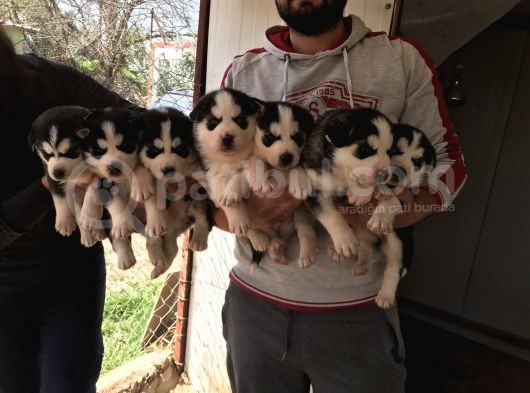 Her Renk Si̇bi̇rya Kurdu Husky Yavrularimiz görsel