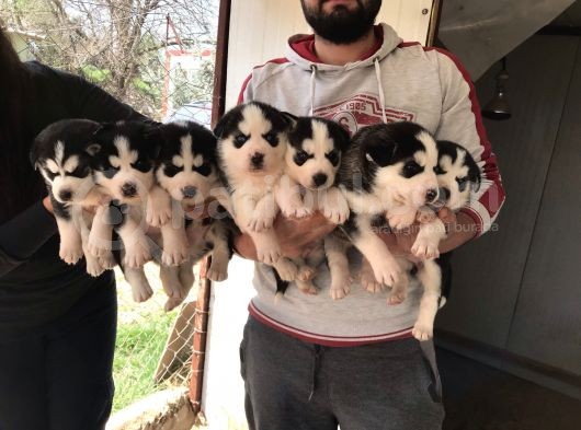 Her Renk Si̇bi̇rya Kurdu Husky Yavrularimiz görsel