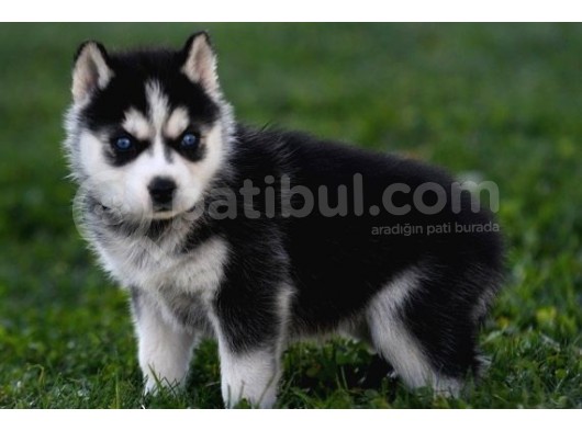 Si̇bi̇rya Kurdu Husky Yavrularimiz