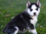 Si̇bi̇rya Kurdu Husky Yavrularimiz