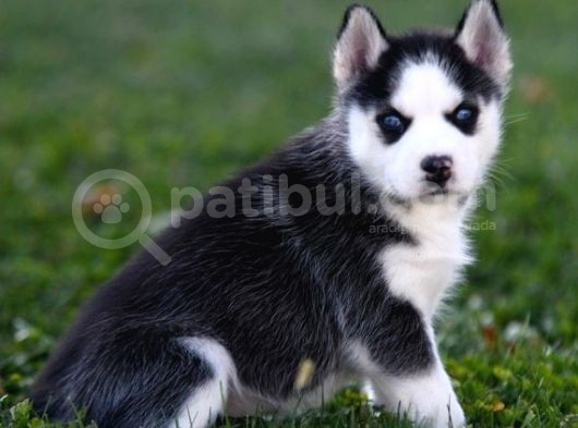 Si̇bi̇rya Kurdu Husky Yavrularimiz görsel