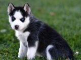 Si̇bi̇rya Kurdu Husky Yavrularimiz