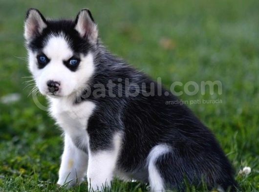 Si̇bi̇rya Kurdu Husky Yavrularimiz görsel