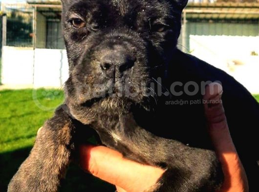 Muhteşem Cane Corsa  Yavrularımız Çiftliğimizden görsel