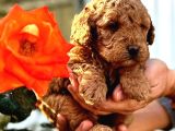 Toy Poodle Yavrularımız Ruhsatlı Çiftliğimizden