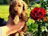 Toy Poodle Yavrularımız Ruhsatlı Çiftliğimizden
