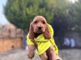 Dünya Tatlısı Cocker Bebekler