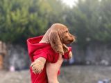 Dünya Tatlısı Cocker Bebekler