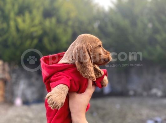 Dünya Tatlısı Cocker Bebekler görsel