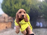 Dünya Tatlısı Cocker Bebekler