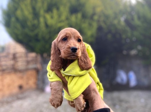 Dünya Tatlısı Cocker Bebekler görsel
