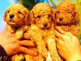 Toy Poodle Yavrularımız Ruhsatlı Çiftliğimizden