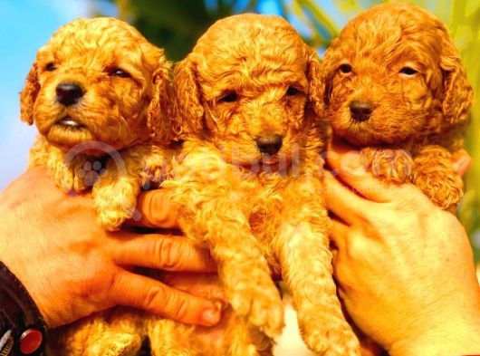 Toy Poodle Yavrularımız Ruhsatlı Çiftliğimizden görsel