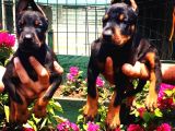 Muhteşem Doberman Yavrularımız