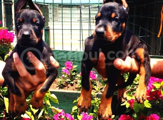 Muhteşem Doberman Yavrularımız görsel