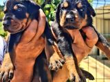 Muhteşem Doberman Yavrularımız