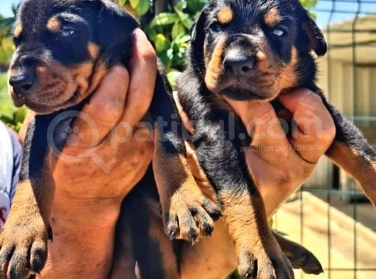 Muhteşem Doberman Yavrularımız görsel