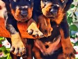 Muhteşem Doberman Yavrularımız
