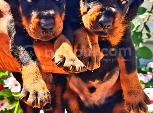 Muhteşem Doberman Yavrularımız görsel