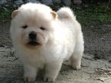 Chow Chow Çin Aslanı Yavrularımız