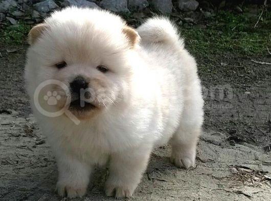 Chow Chow Çin Aslanı Yavrularımız görsel