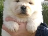Chow Chow Çin Aslanı Yavrularımız