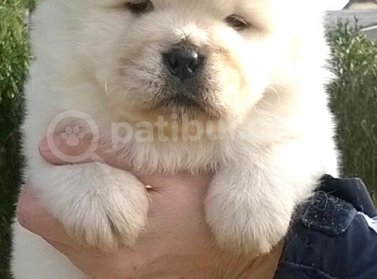 Chow Chow Çin Aslanı Yavrularımız görsel