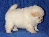 Chow Chow Çin Aslanı Yavrularımız