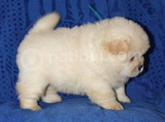 Chow Chow Çin Aslanı Yavrularımız görsel