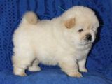 Chow Chow Çin Aslanı Yavrularımız