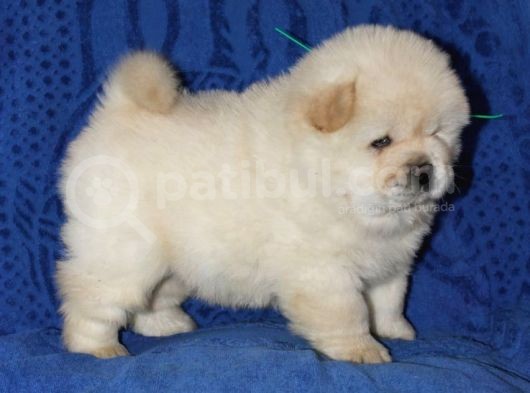 Chow Chow Çin Aslanı Yavrularımız görsel