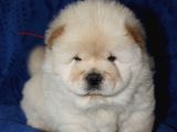 Chow Chow Çin Aslanı Yavrularımız