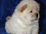 Chow Chow Çin Aslanı Yavrularımız