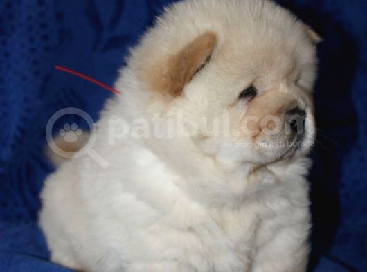 Chow Chow Çin Aslanı Yavrularımız görsel