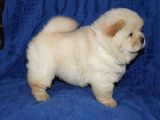 Chow Chow Çin Aslanı Yavrularımız
