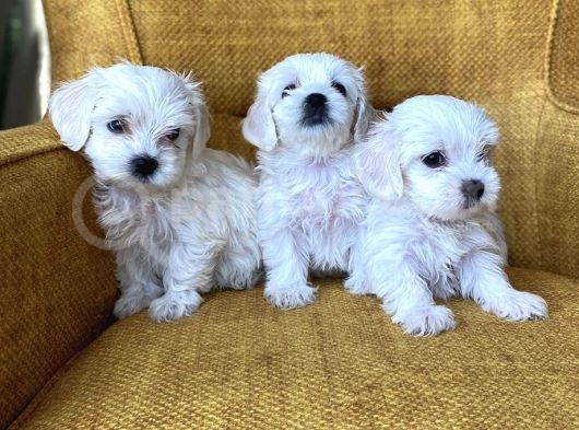 Pamuk Şeker Maltese Terrier Yavrularımız görsel