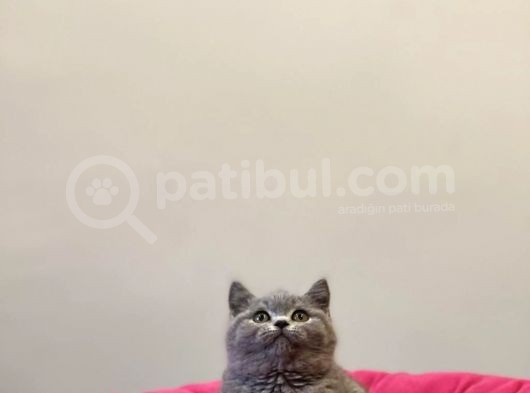 Bri̇ti̇sh Shorthai̇r Sevi̇mli̇ Bebekleri̇m görsel
