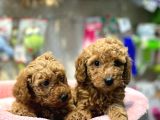 Mini Red Poodle Yavrularımız Geldi
